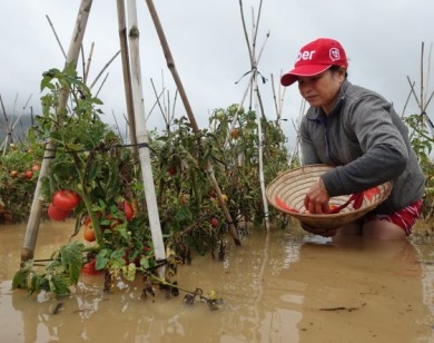 Giá rau tăng cao do Lâm Đồng bị ảnh hưởng mưa lũ